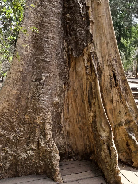 Huge trees with a powerful root system