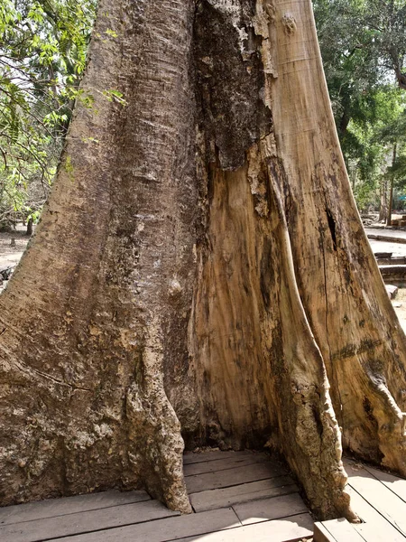 Huge trees with a powerful root system