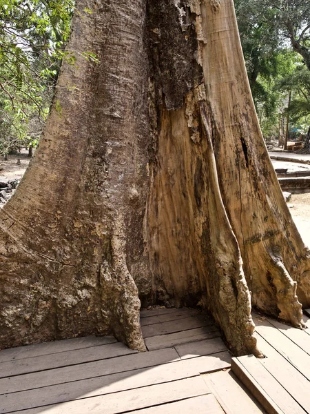 Τεράστια δέντρα με ένα ισχυρό ριζικό σύστημα — Φωτογραφία Αρχείου