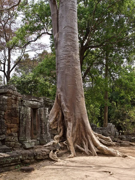 具有强大根系的大树 — 图库照片