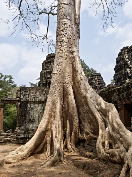 Huge trees with a powerful root system