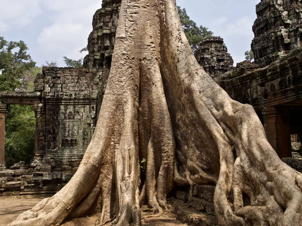 Величезні дерева з потужною кореневою системою — стокове фото