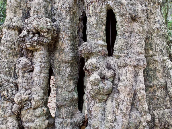 Huge trees with a powerful root system