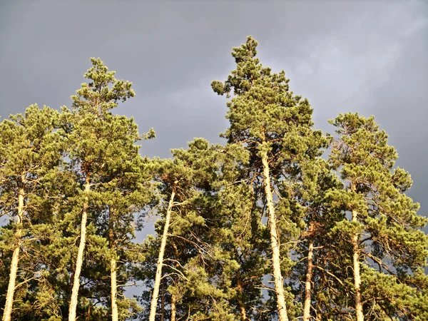Forêt de pins dans les rayons du soleil couchant sur un fond de nuages sombres — Photo