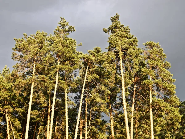 Forêt de pins dans les rayons du soleil couchant sur un fond de nuages sombres — Photo
