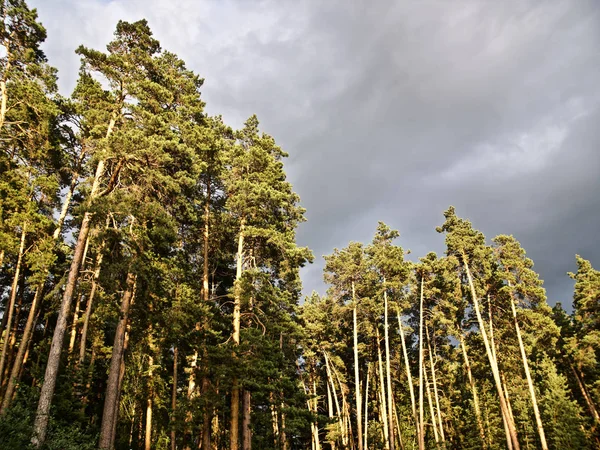Bosque de pinos en los rayos del sol poniente sobre un fondo de nubes sombrías Imagen De Stock
