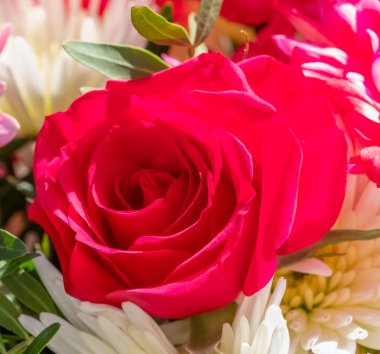 Bir kırmızı gül kafa amungst doğal ışık alınan çiçek güzel bir demet ayarlayın. Görüntü gül başından görünümü kapatın ve bir çiçekçi için iyi bir görüntü olur gösterilen.