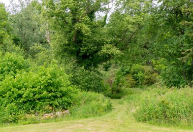 Bir orman İskoç ağaçlar ve çalılar İskoç kırsal yolu. İskoçya tanıtımı için iyi bir görüntü.