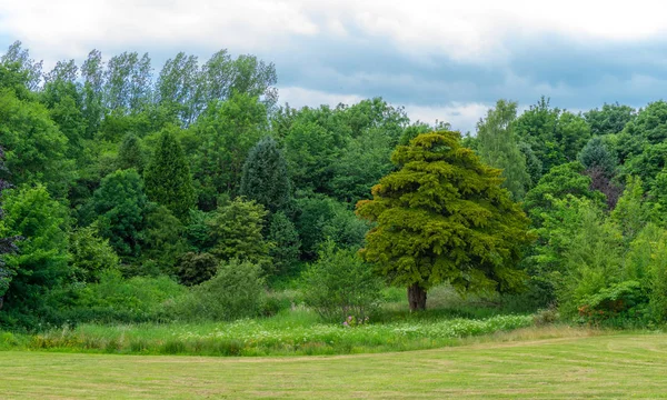Όμορφο Μείγμα Της Σκωτίας Πράσινα Δέντρα Σφικτά Συσκευασμένα Αγριολούλουδα Πρώτο — Φωτογραφία Αρχείου