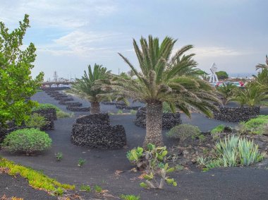 Şarap sığınak sarmaşıklar mucizevi bir şekilde yetiştirilen yerli siyah volkanik kum korumak için taştan inşa edilmiş. Taş sığınak rüzgar rahat hareket.