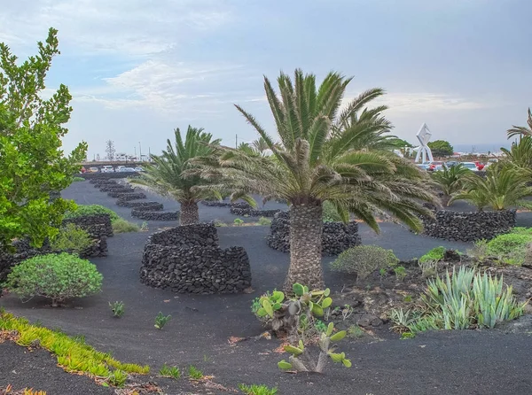Şarap sığınak sarmaşıklar mucizevi bir şekilde yetiştirilen yerli siyah volkanik kum korumak için taştan inşa edilmiş. Taş sığınak rüzgar rahat hareket.