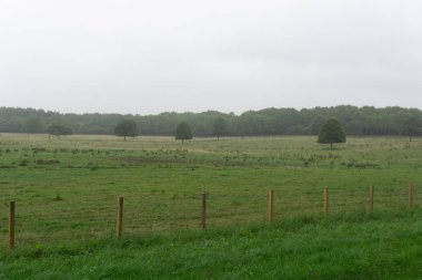 İskoç Treelined alanları ve ağaçların üst kısımları üzerinde geliyor görülebilir ağır yaz yağmur.
