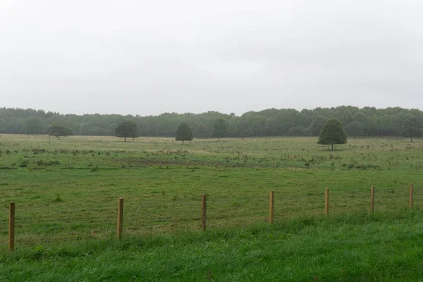 İskoç Treelined alanları ve ağaçların üst kısımları üzerinde geliyor görülebilir ağır yaz yağmur.