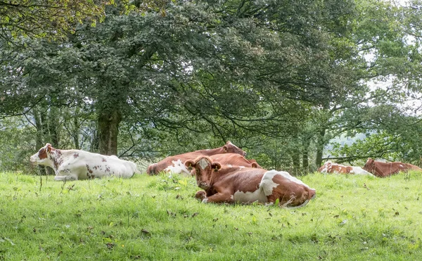 Some Ayrshire cattle having a rest in a field laying down to rest under the trees before the heavy rain.