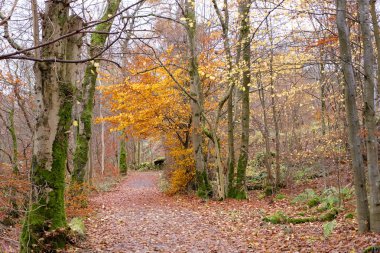 Diğerleri düşmüş iken onun sonbahar sarı ile tek bir ağaç ağaç üzerinde hala mevcut yaprak.