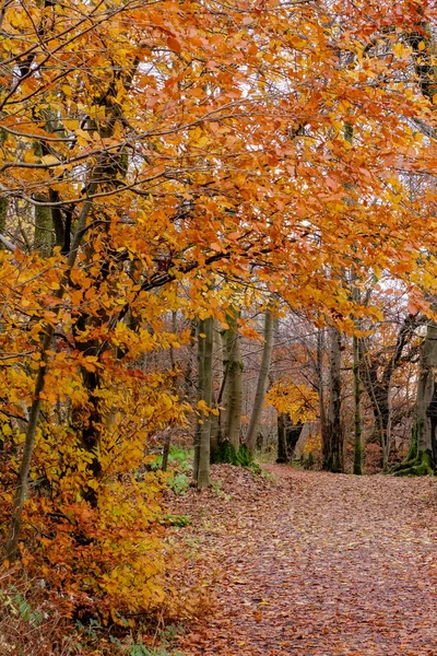 Некоторые Осенние Цвета Шотландии Глядя Лесные Пешеходные Дорожки Которые Покрыты — стоковое фото