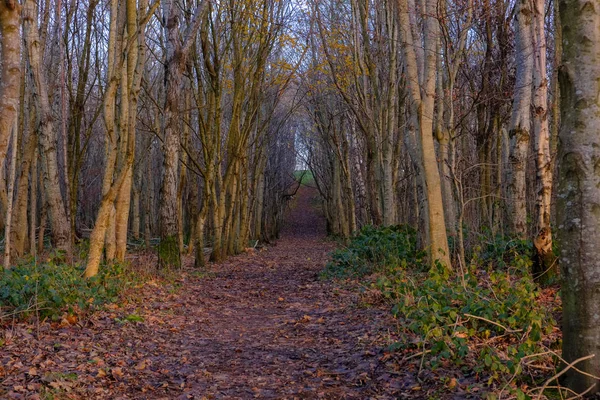 End Autumn Scotland Winds Have Stripped Trees Most Autumnal Colours — Stock Photo, Image