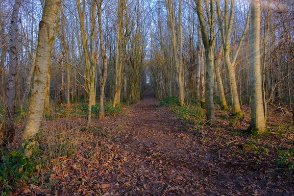 Het Eind Van Herfst Schotland Als Wind Bomen Van Het — Stockfoto