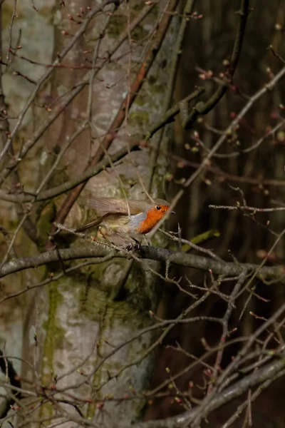 Robin Redbreast aterrissando em um galho de voo manchado por Chance — Fotografia de Stock