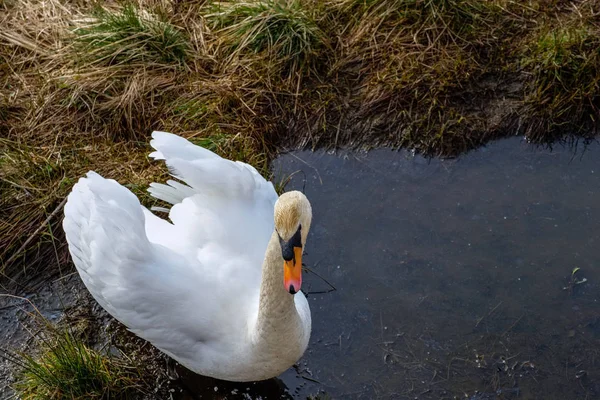 SCO Loch Edge yakınındaki yemek için güzel beyaz kuğu keşfi — Stok fotoğraf