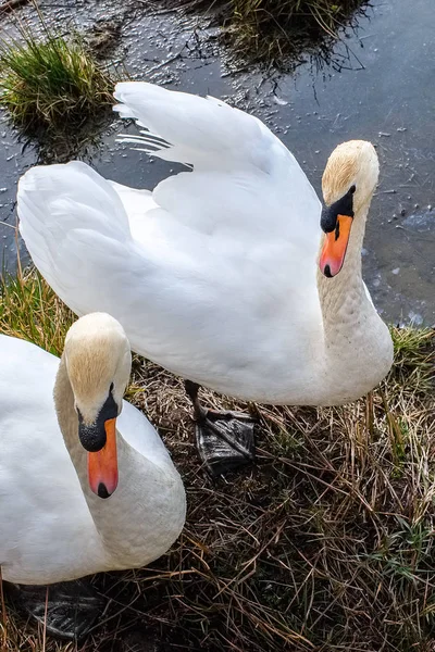 Güzel beyaz Swans keşfetmek için gıda Near Edge of Loch SC — Stok fotoğraf