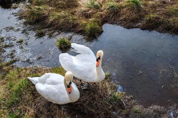 Güzel beyaz Swans keşfetmek için gıda Near Edge of Loch SC — Stok fotoğraf