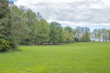 Güzel Olgun İskoç Ağaçlar Yaz aylarında bir İskoç parkta ayarlayın