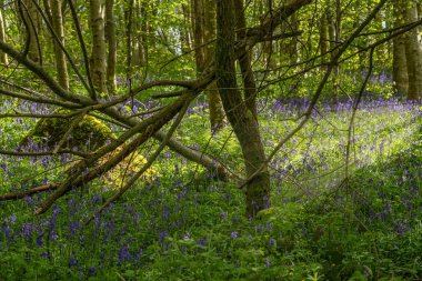 Düşen Dallar ve Yosun Kaplı Cesur Aracılığıyla Yansıyan Güneş