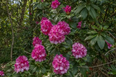 Bir İskoç Parkı güzel Çiçekli Rhodedendron Ağaçlar