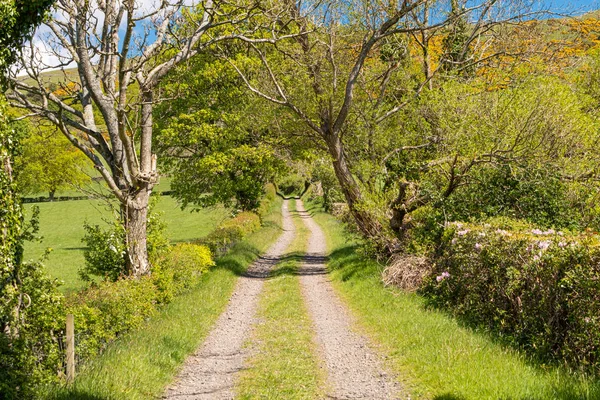 Treelined hedges and an Unmade Farm Track a Blue Sky Behind Lar — Stock Photo, Image