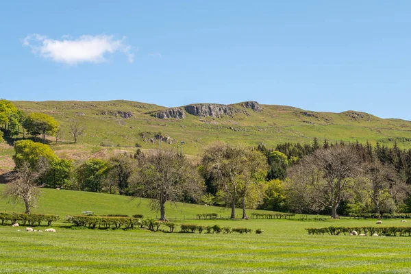Cauld Rocks Hillside and Scotland 's Ayrshire Farmlands with Youn — стоковое фото