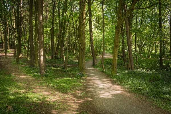 Waldweg mit zwei abgewetzten Fußwegen Sonne reflektiert durch die — Stockfoto