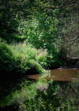 Scotlands Parklar Lucious Greenery ve nazik akan nehir ile