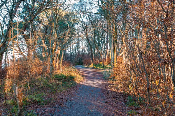 Irvine Scotland Říjen 2020 Značka Chad Valley Dětský Motýlí Keramický — Stock fotografie