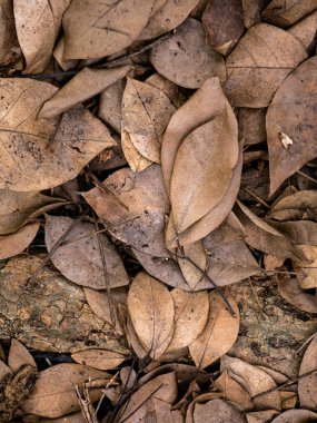 Sonbahar mevsiminde kurumuş yaprak dokusu.