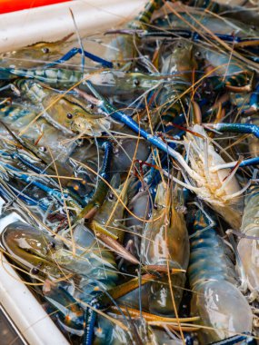 Yerel Pazarda Taze Nehir Karidesi Gösterimi.