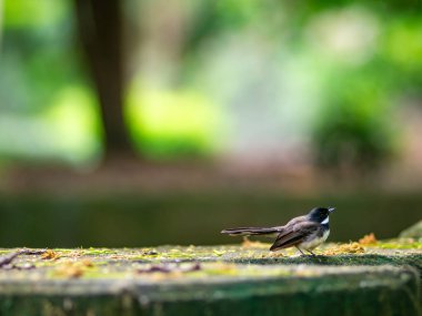 Malezya Pied Fantail (Rhipidura javanica) güzel yemyeşil bahçede siyah göğüs çizgisi - tropik Güneydoğu Asya parkındaki zarif yerli ötücü kuş yaban hayatı.