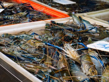 Yerel Pazarda Taze Nehir Karidesi Gösterimi.