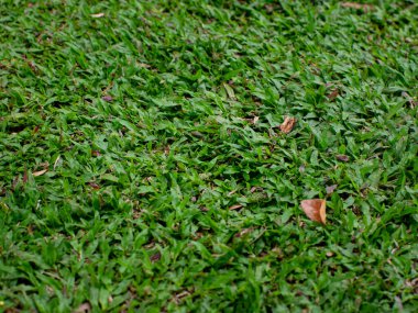 Güzel yemyeşil çimen dokusu arka plan - doğa için mükemmel Malezya çimen alanı ve manzara tasarımı kavramları.