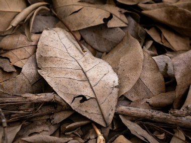 Sonbahar mevsiminde kurumuş yaprak dokusu.