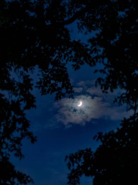 Hilal Ay Ağaç Dalları arasından Mavi Gece Gökyüzüne Karşı Siluetler Bulutlu Mistik Gece Sahnesi.