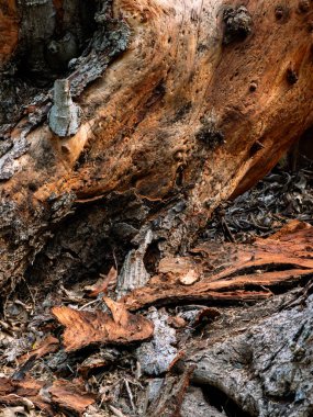 Soyulma ve Çatlak Ağaç Kabuğu Dokuma Arkaplanının Yakın Çekimi.