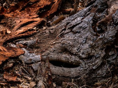 Soyulma ve Çatlak Ağaç Kabuğu Dokuma Arkaplanının Yakın Çekimi.