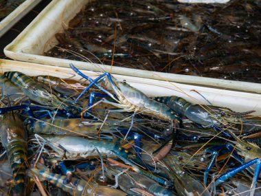 Yerel Pazarda Taze Nehir Karidesi Gösterimi.