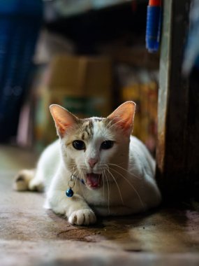 Başında İnce İşaretlerle Şirin Beyaz Kedi Portresi.