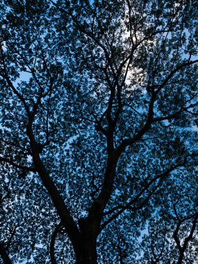 Mavi Gökyüzüne Karşı Görkemli Ağaç Tepesi Görünümü Düşük Açı Görünümü - Doğal Orman Arkaplanı.