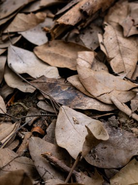 Sonbahar mevsiminde kurumuş yaprak dokusu.