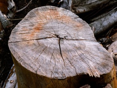 Kesilen Ağaç Damlası Büyüyen Yüzükler ve Çatlak Doku Arkaplanını Gösteriyor.
