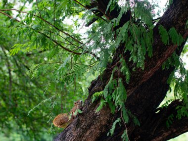Doğal Orman Çevresindeki Ağaç Dallarını Keşfeden Meraklı Sincap Hayvan Davranışları.