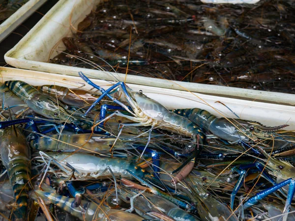 Yerel Pazarda Taze Nehir Karidesi Gösterimi.